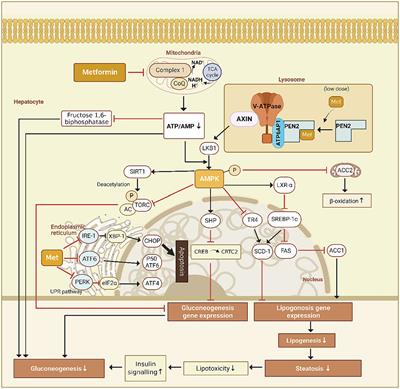 Metformin: update on mechanisms of action on liver diseases